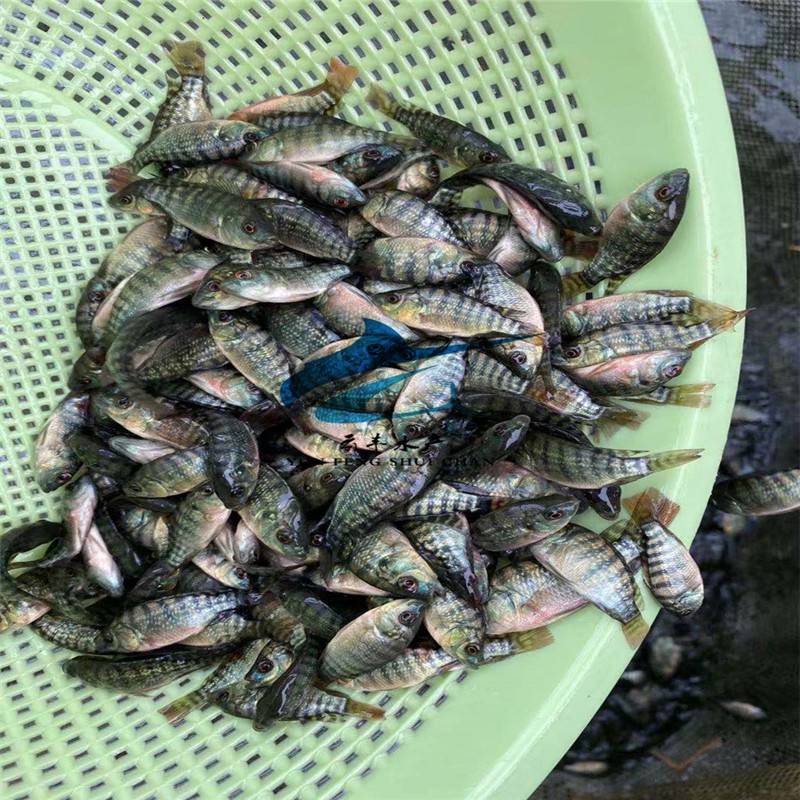 彩虹鯛魚苗羅非魚苗全雄性羅非魚苗