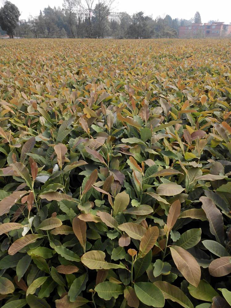 绿化工程厚朴苗两年生中草药厚朴苗利川市信都绿化工程厚朴苗批发图片