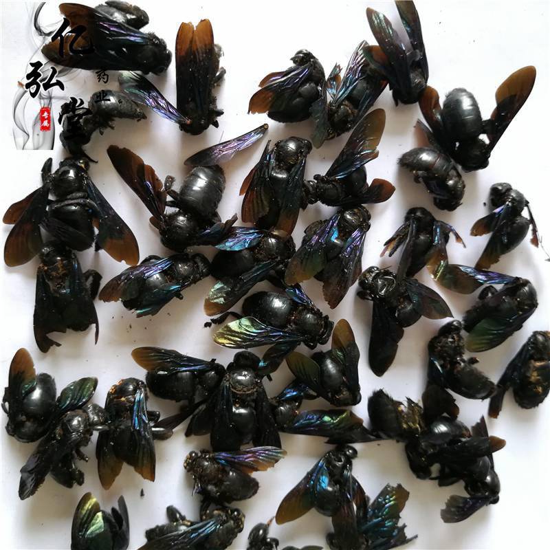 中药材竹蜂产地批发图片