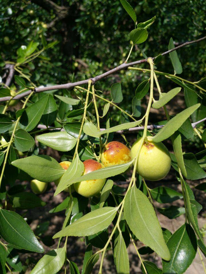 五公分枣树苗气候适应程度椰枣枣苗移栽时间