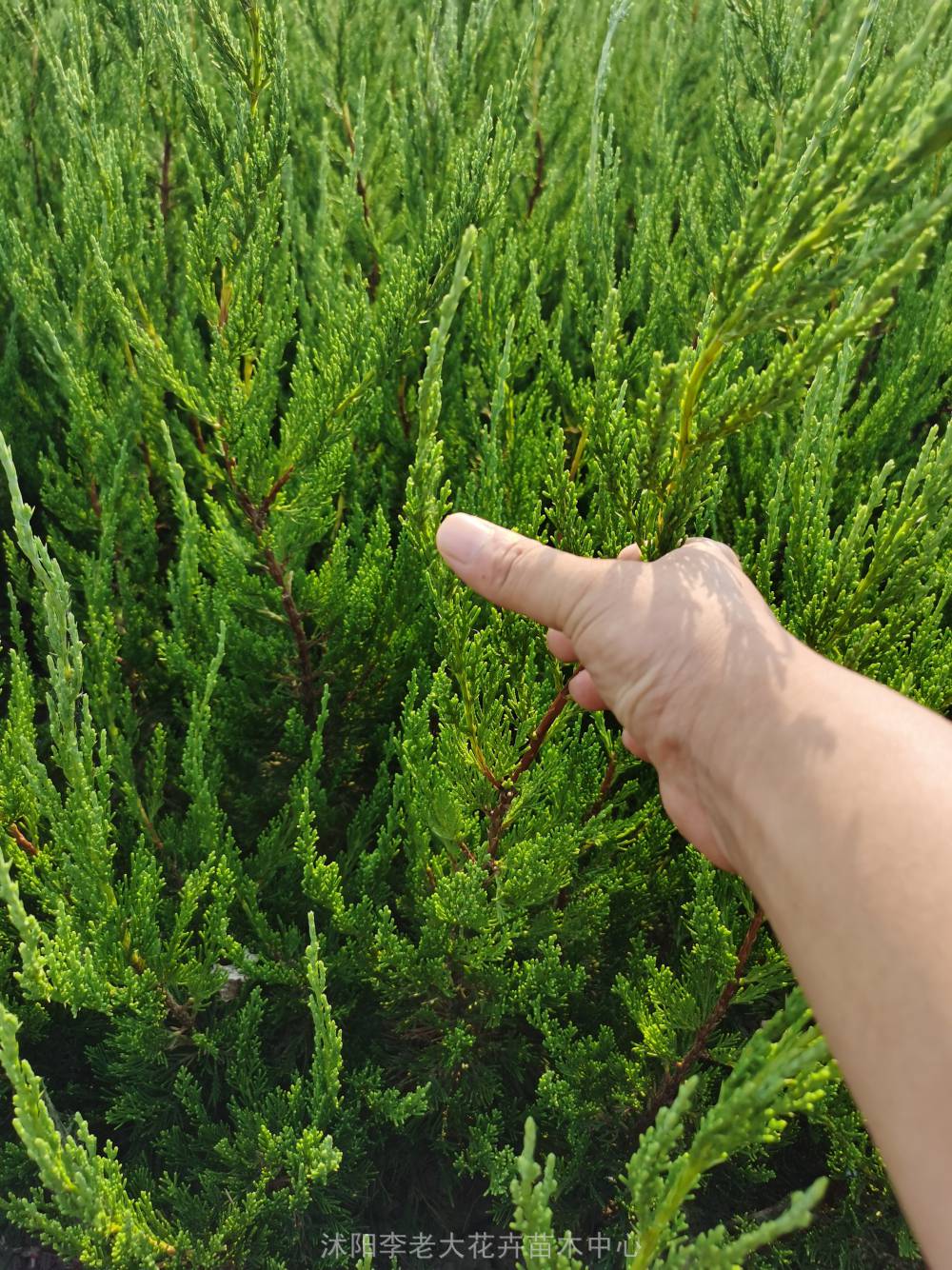 50公分高龙柏价格绿篙苗龙柏4060公分龙柏价格