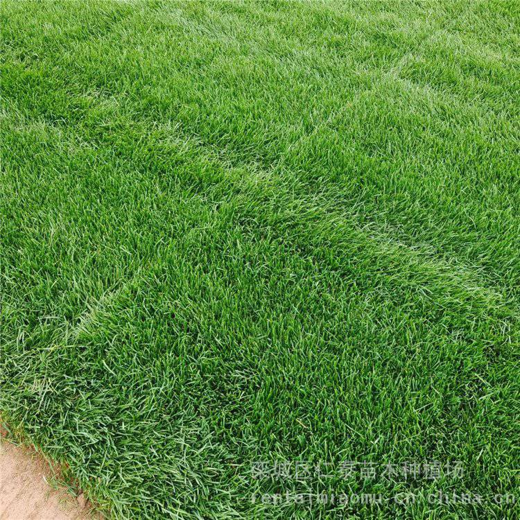 黑麦草草坪多少钱一平方 ***草坪 草皮卷 琉璃苣种子