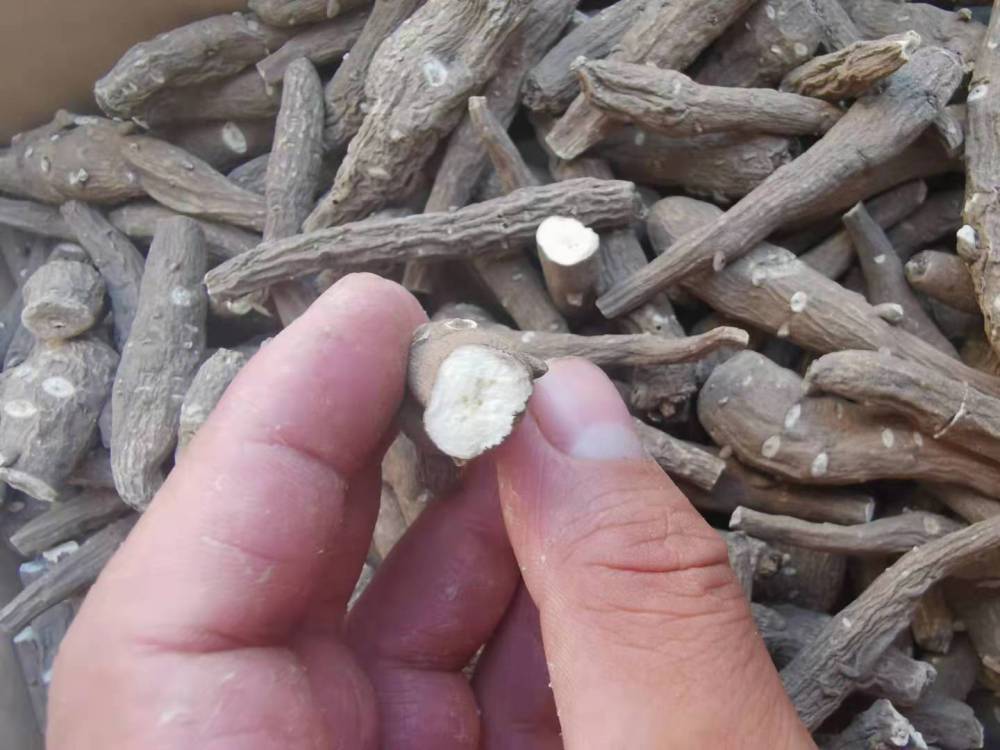 【供应野生雪上一支蒿粉/雪上一支蒿泡酒】安徽亳州供应野生雪上一支