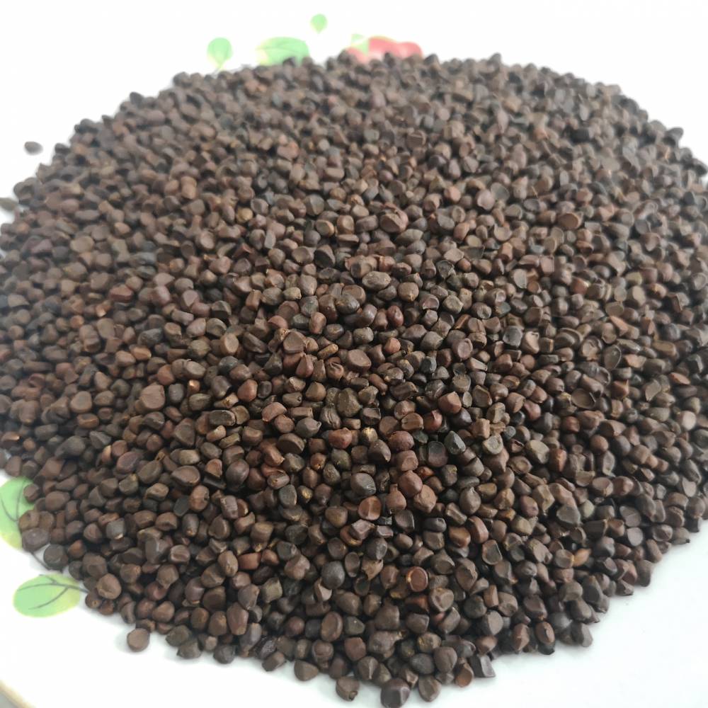 正宗马兰子价格图片马楝子马莲子马帚子产地货源