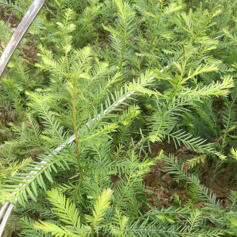 湖北美国红杉基地批发高40厘米北美红杉树苗美国巨杉树