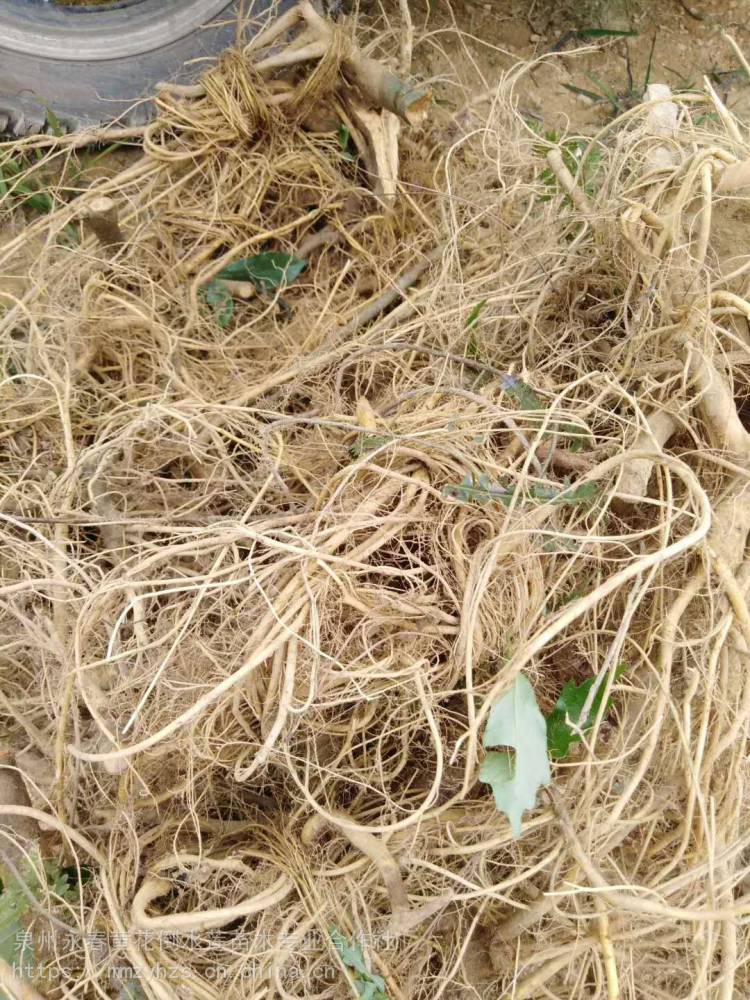 供应漳州白花牛奶苗牛奶树根苗细叶白花牛奶树苗产区