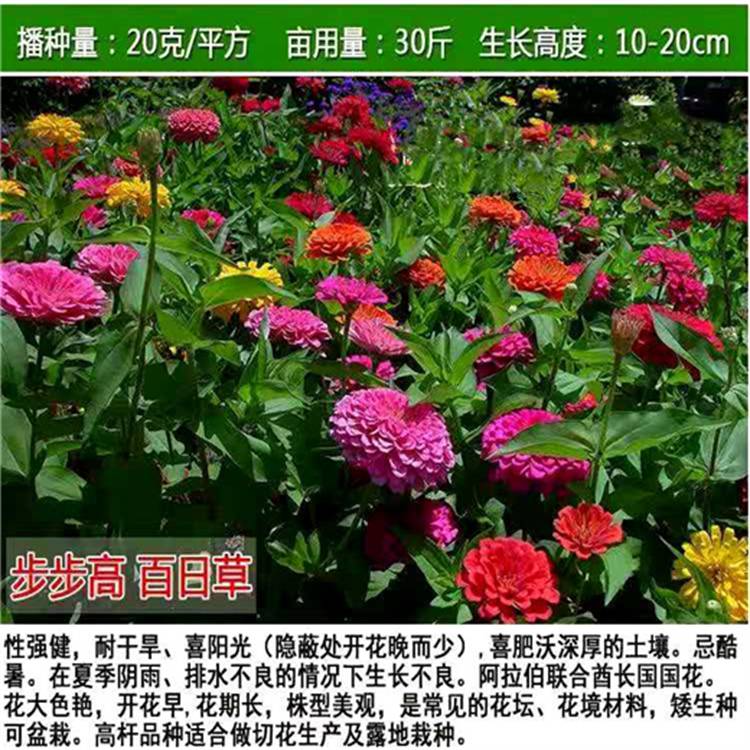 周边常青草种草籽销售批发护坡草坪种草种籽