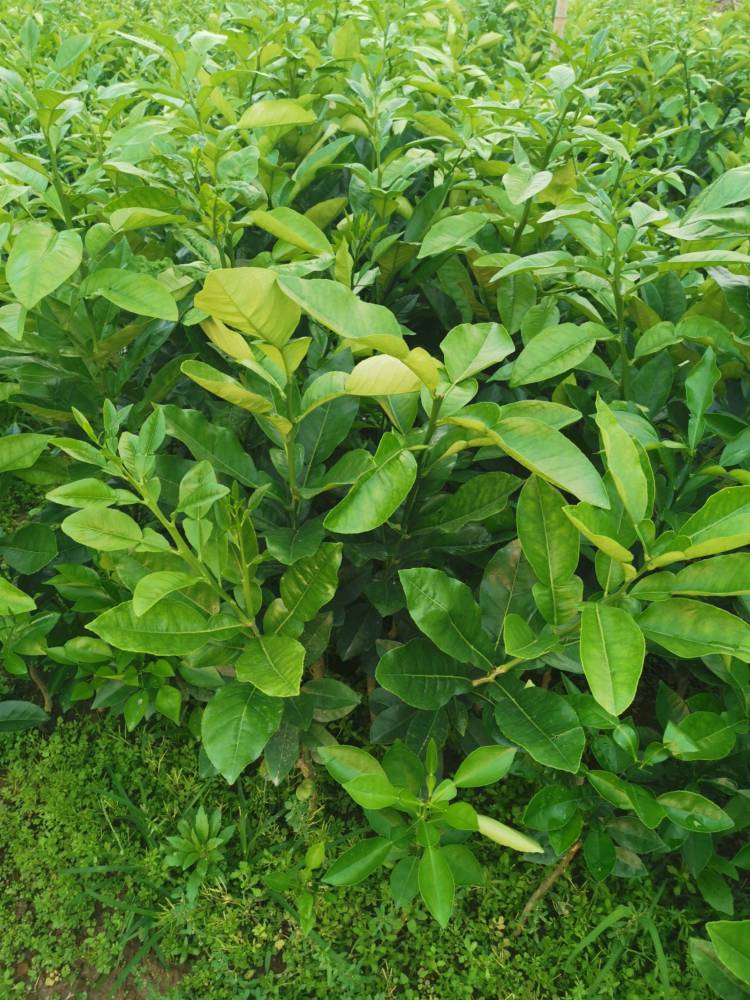 泰国红宝石青柚树叶子特征泰国青柚是几月成熟