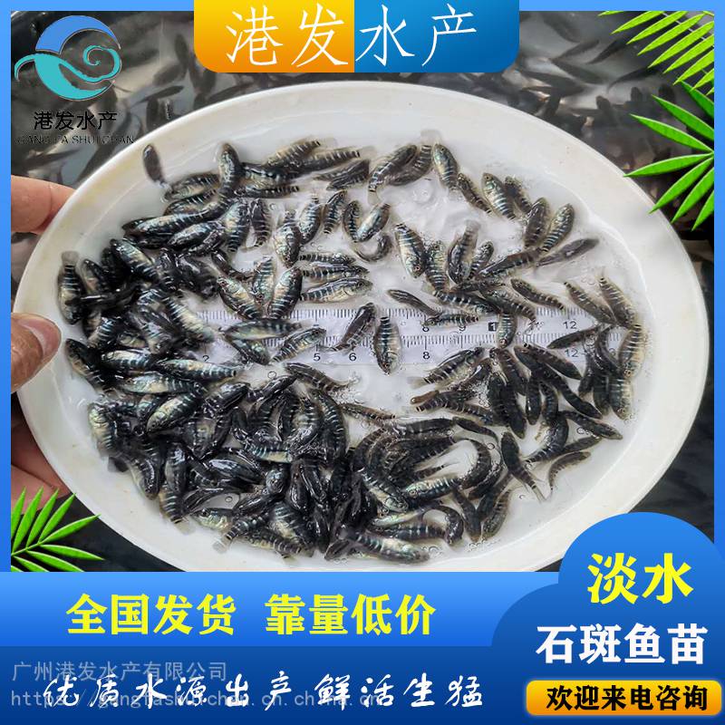 港發水產魚苗養殖場,供應***魚苗,品種多樣,規格均勻,生猛健康,***