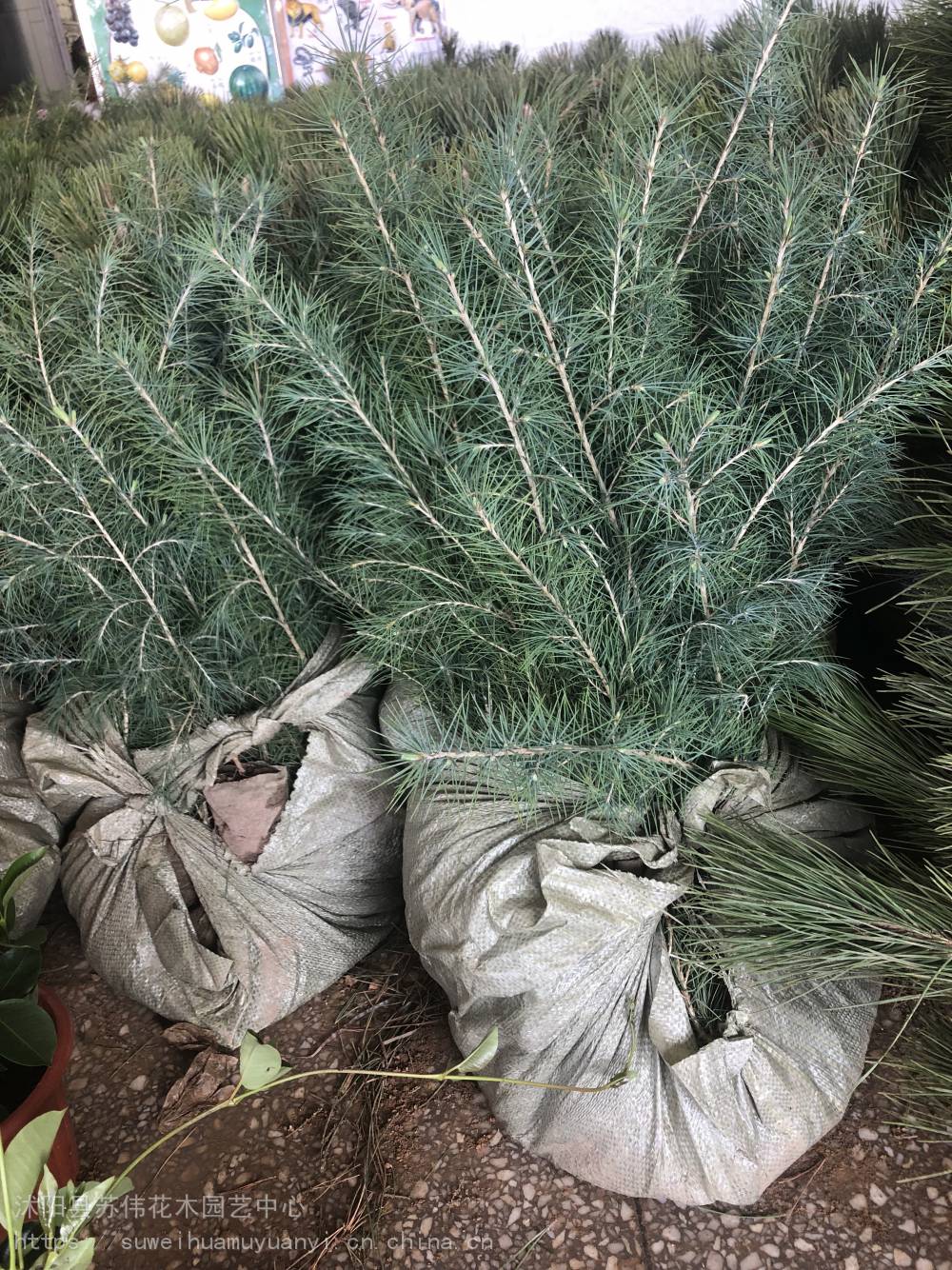 苗圃籽播雪松苗30公分高度数量充足价格适合建圃