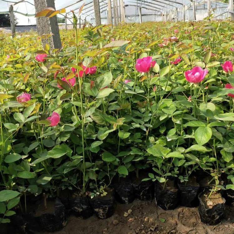 青州花卉,宿根花卉,草花批發工程綠化花卉苗木採購基地批發報價常年供