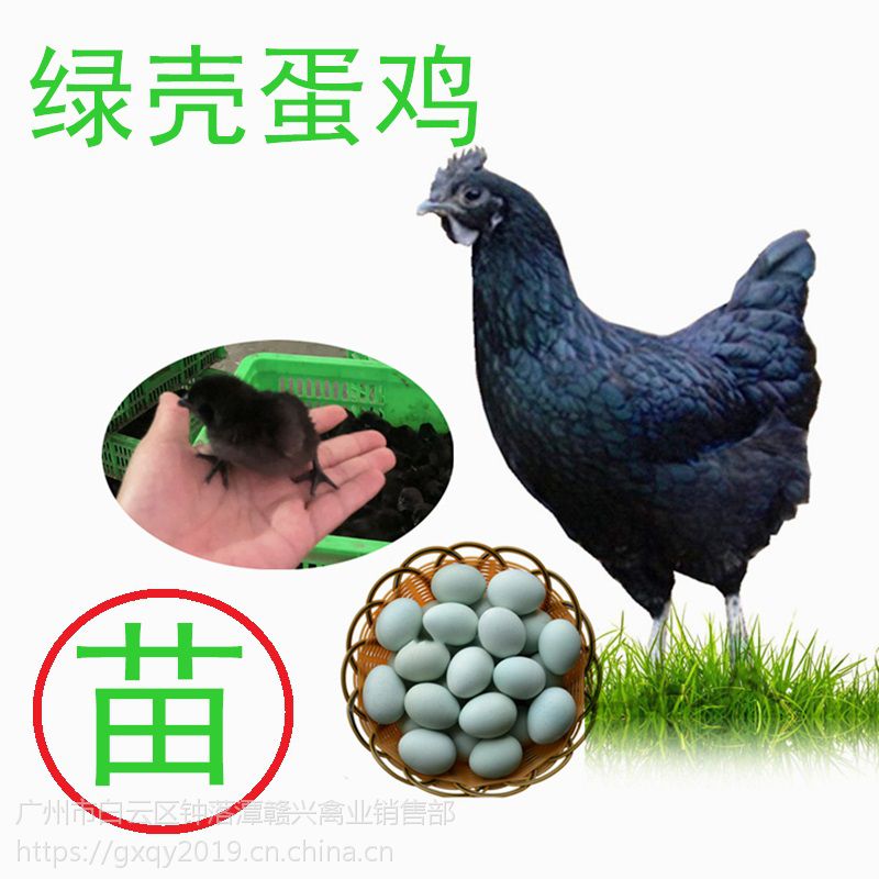 黑羽绿壳蛋鸡价格,白羽绿壳蛋鸡,高产绿壳蛋鸡苗批发