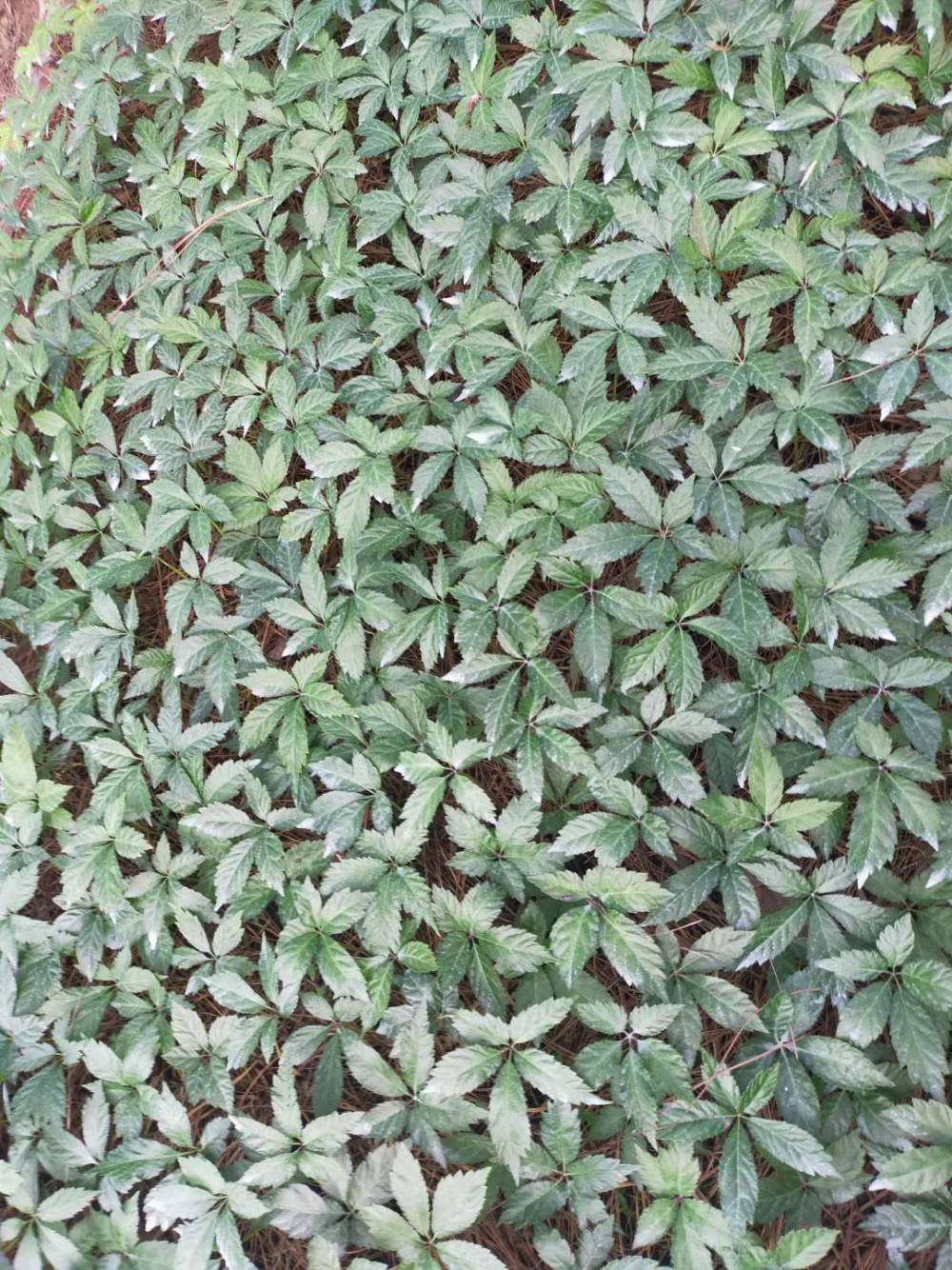 文山野生三七中药黑三七苗黑三七种子新鲜黑三七种植基地