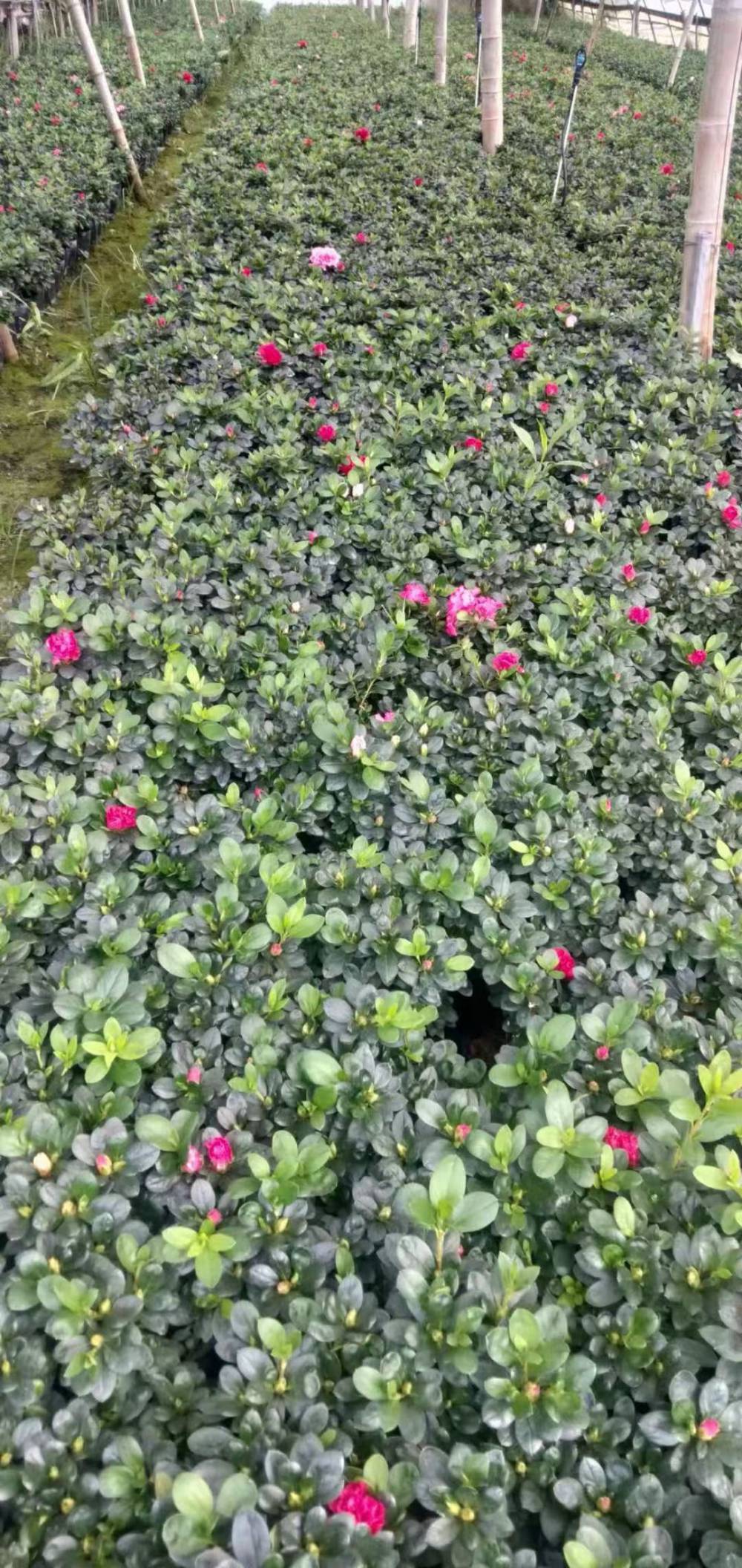 四川成都比利时杜鹃花怎么养苗圃批发还有杜鹃