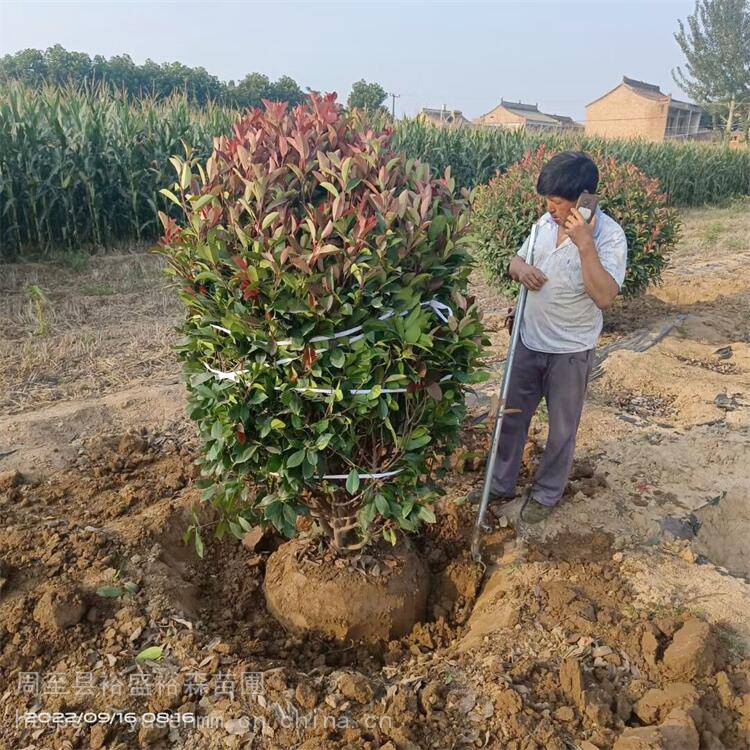 咸阳红叶石楠球60厘米圆球 绿化花卉苗木 陕南安康红叶石楠