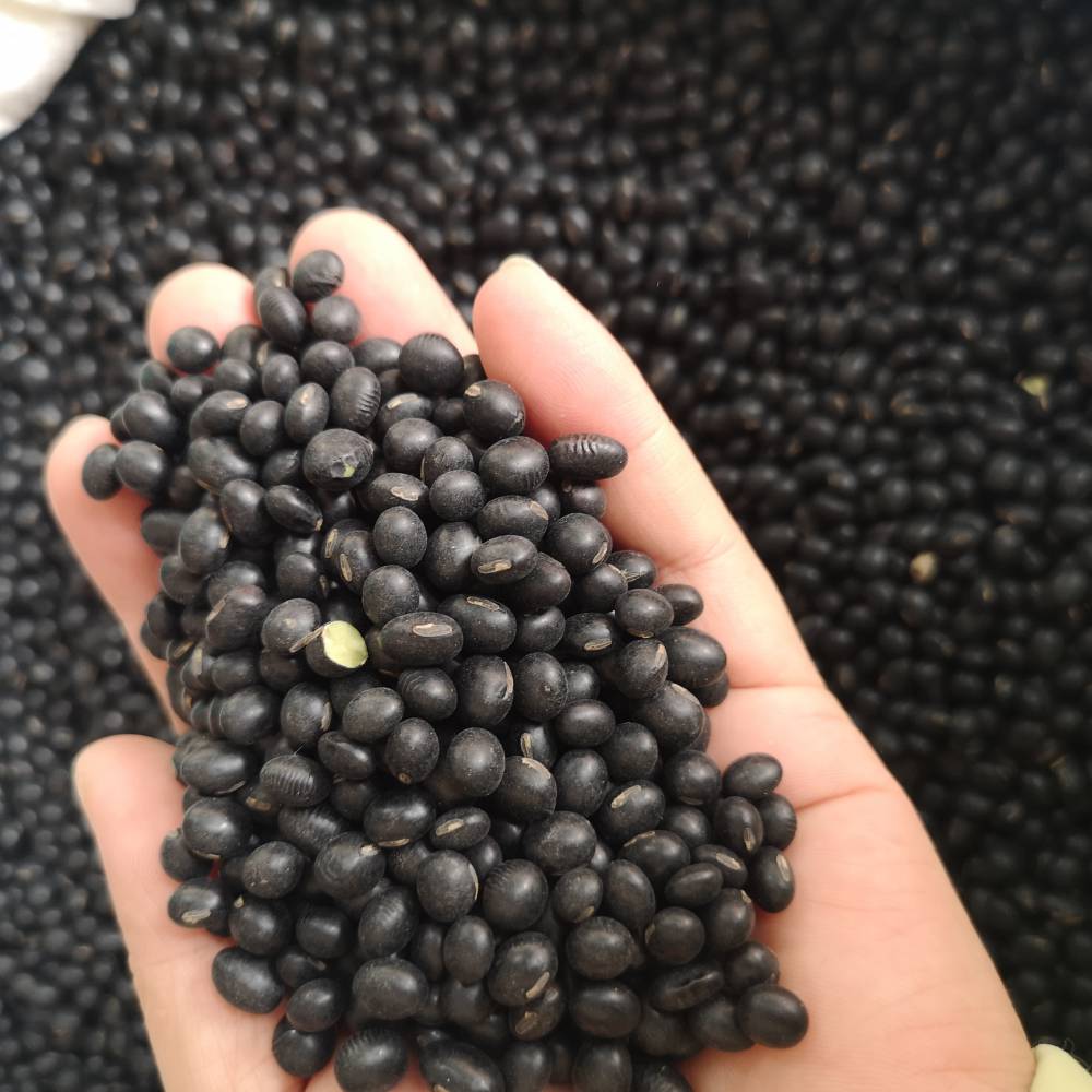 黑豆大面积种植什么时候适宜当年货