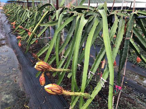 江苏麒麟果苗销售 欢迎来电 广州市增城大乡里果树种植供应