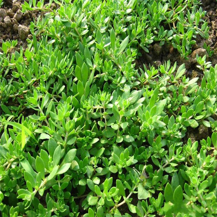 东北耐寒地被花卉卧茎景天屋顶绿化可代替草坪抗旱抗贫瘠