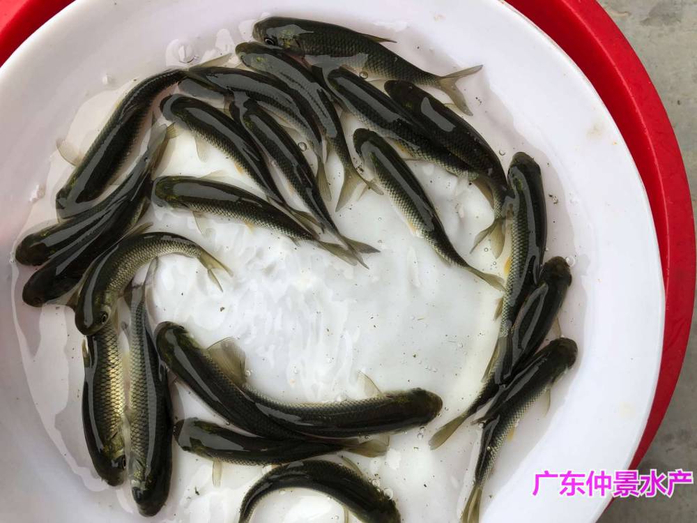 麥鯪魚苗鯪魚水花土鯪魚苗養殖技術