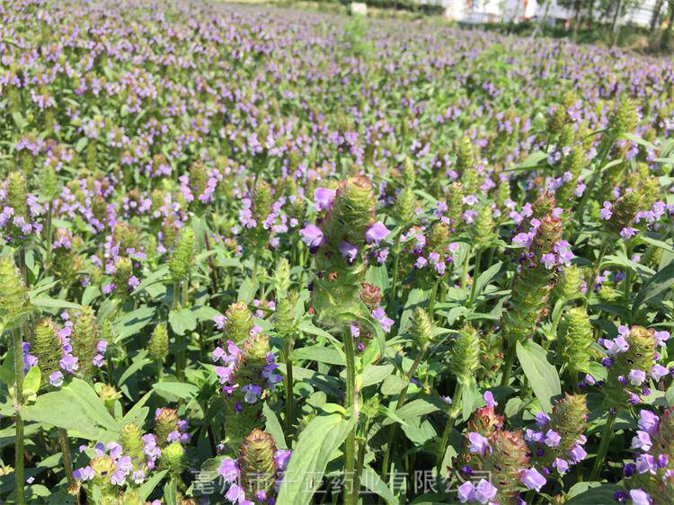 夏枯草種子夏枯草種子批發夏枯草種子種植