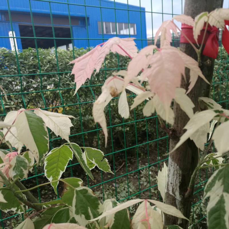 复叶槭火烈鸟小区庭院公园造景绿化种植景区园林观赏树