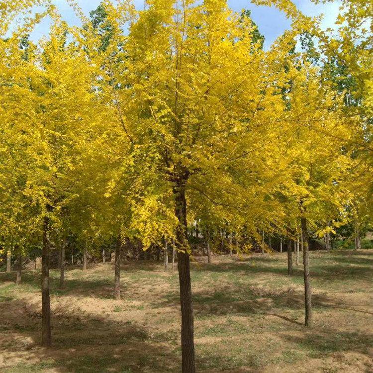 13公分黄金槐 厂家供应 帅阳苗木 ***黄金槐 交易批发