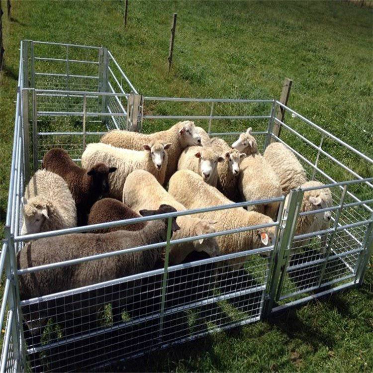 20只羊的羊圈建设图图片