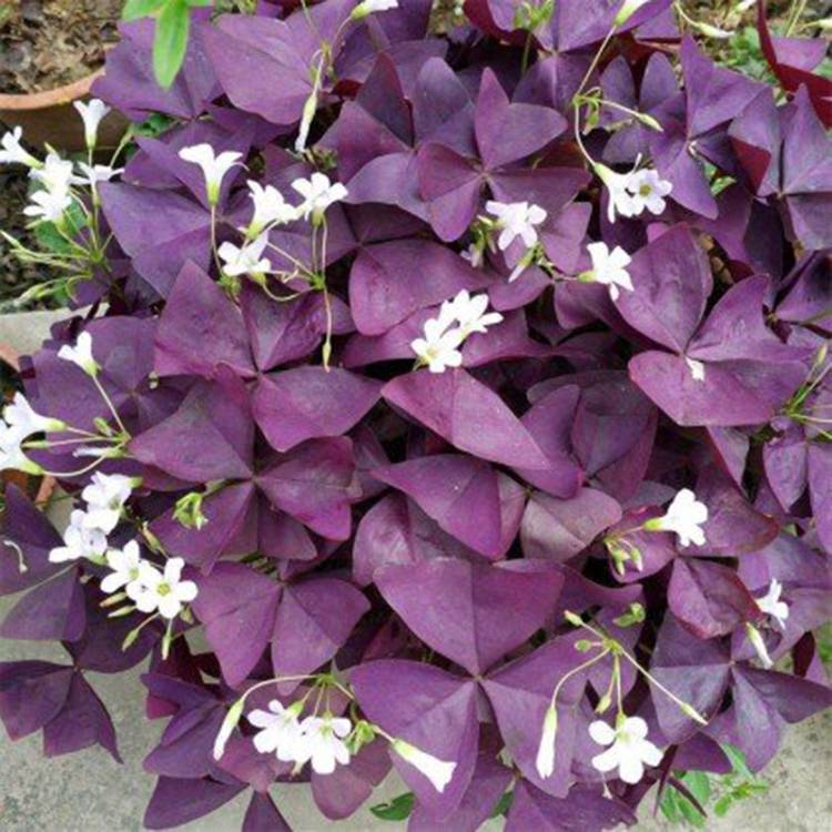 青海酢浆草 绿化用时令草花 酢浆草报价