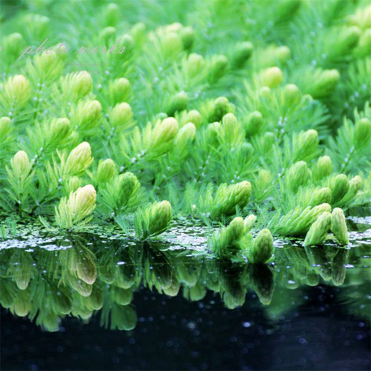 批发水生植物金鱼藻水体绿化水质净化公园湿地沉水植物