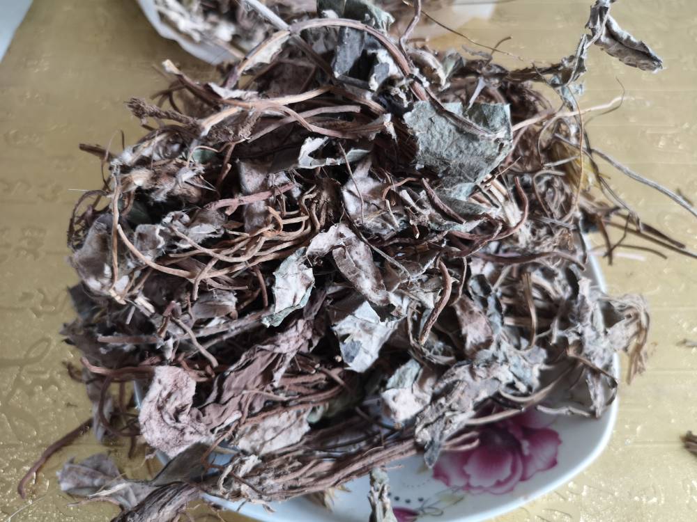 中药材兔耳风功效作用大血筋草水上红心肺草石风丹兔耳枫