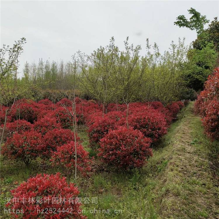 豐林彩葉紅葉石楠15冠幅紅葉石楠球苗木種植基地