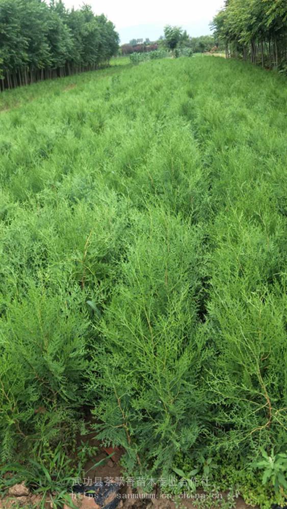 荒山绿化的带营养钵的侧柏扁柏香柏树苗50公分高侧柏苗批发