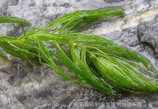 耐寒水草金鱼藻苗水体绿化沉水植物基地出苗造价低