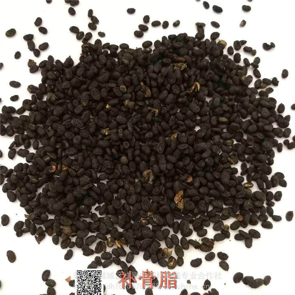 补骨脂的功效与作用当年货补骨鸱价格