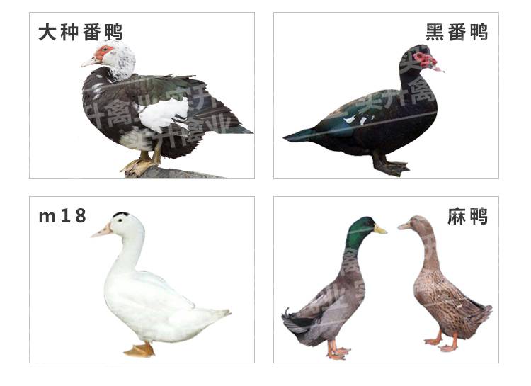 南宁鸭苗孵化基地 m18鸭苗出售 桂柳鸭苗交易场 白番鸭苗 哪里卖鸭苗