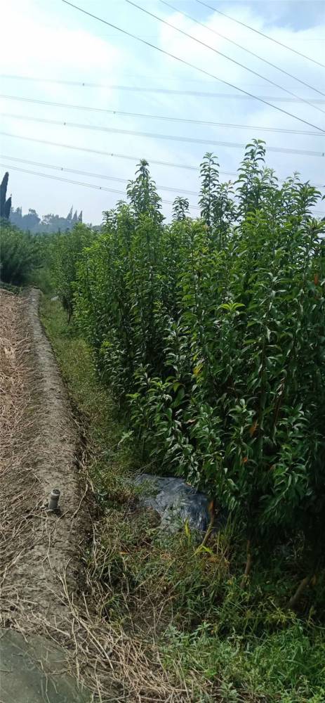 四川资中凤凰李树苗缘道苗木基地凤凰李苗哪家好