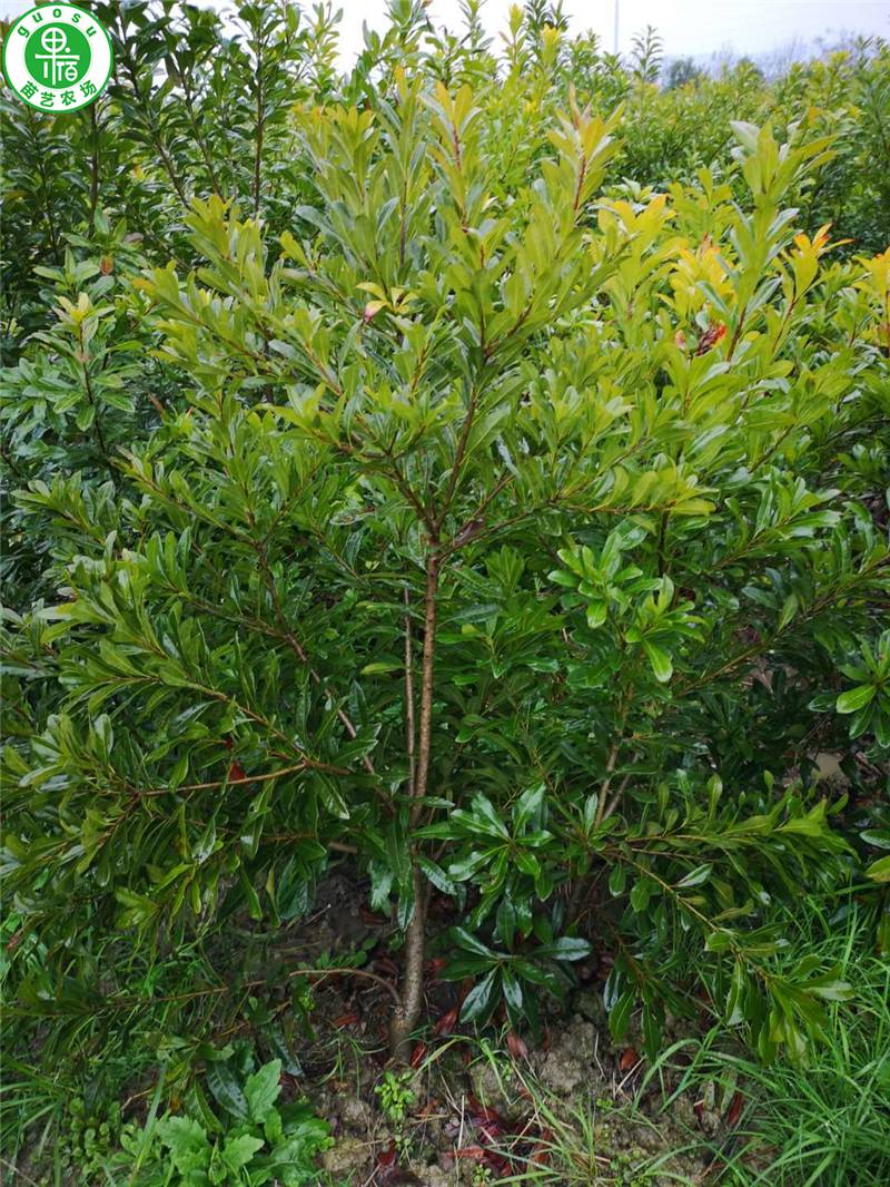 楊梅苗種植基地,楊梅良種繁育基地,楊梅樹苗基地