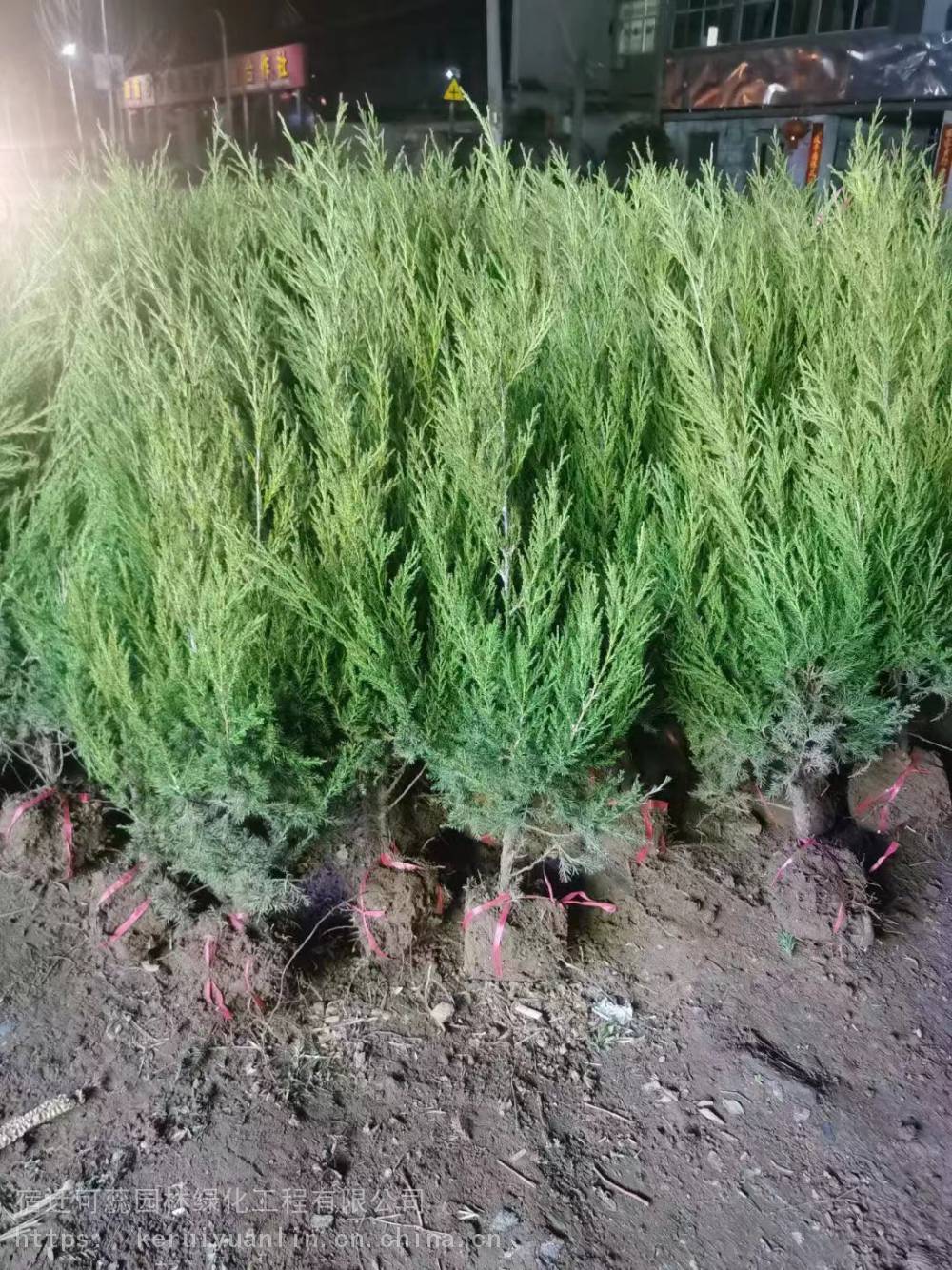 江苏50公分塔柏至60公分塔柏苗价格