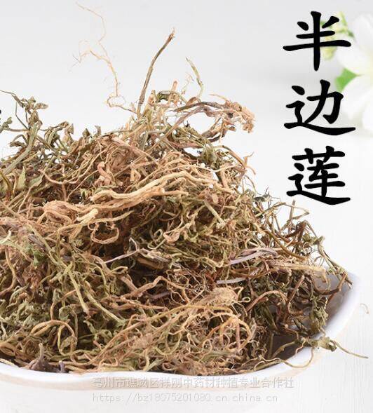 半边莲功效半边莲多少钱一公斤