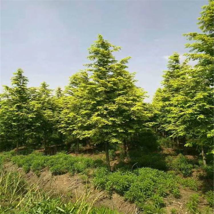 花木工业破局晋级