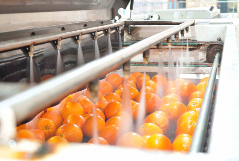 脐橙选果机赣南脐橙分级设备江西绿萌橙子全自动分拣线冰糖橙智能分选