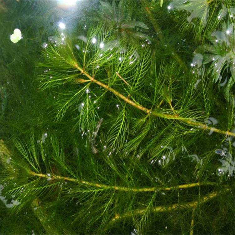 长期供应轮叶黑藻生态环境养殖水草湿地水体绿化净化水质