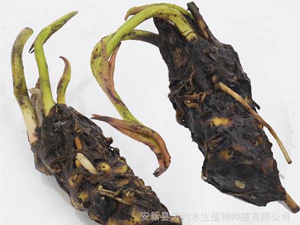 耐寒睡莲基地,人工湖睡莲种苗,睡莲基地销售价格低