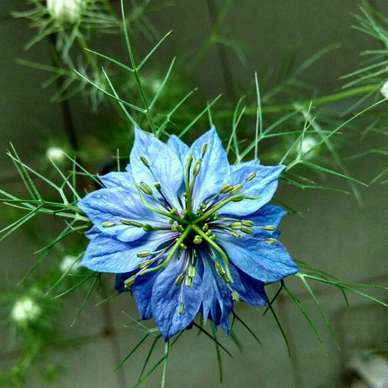 波斯宝石花卉种子价格便宜品质好