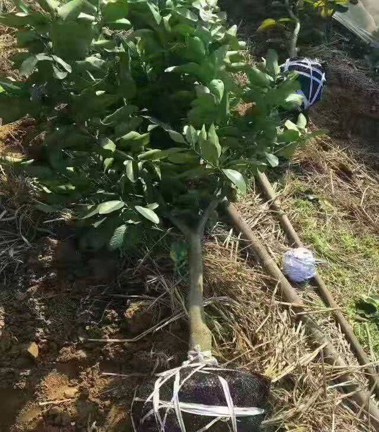 红心柚子树苗多少线一棵福建平和三红蜜柚苗价格