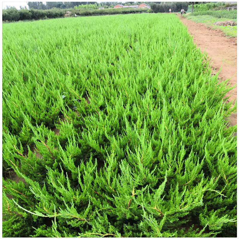 日照小龙柏价格小龙柏种植基地道路隔离带绿化苗小龙柏苗