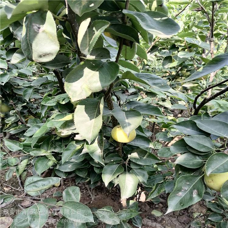 青藤农业 皇冠梨树苗 皇冠梨苗 长期出售