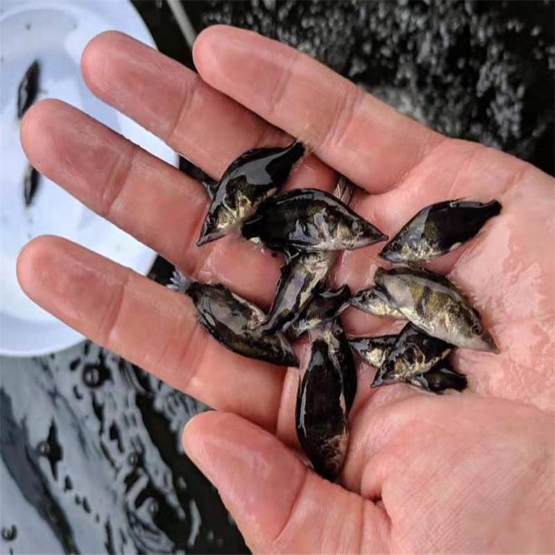 桂花鱼苗淡水养殖基地名优品种桂鱼苗供应云丰报价桂鱼苗