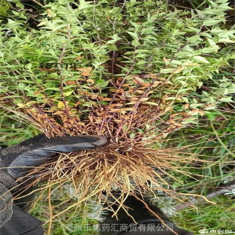 中藥材鐵燈盞野生地膽草產地大貨藥食同源散裝無雜質上千種中藥材