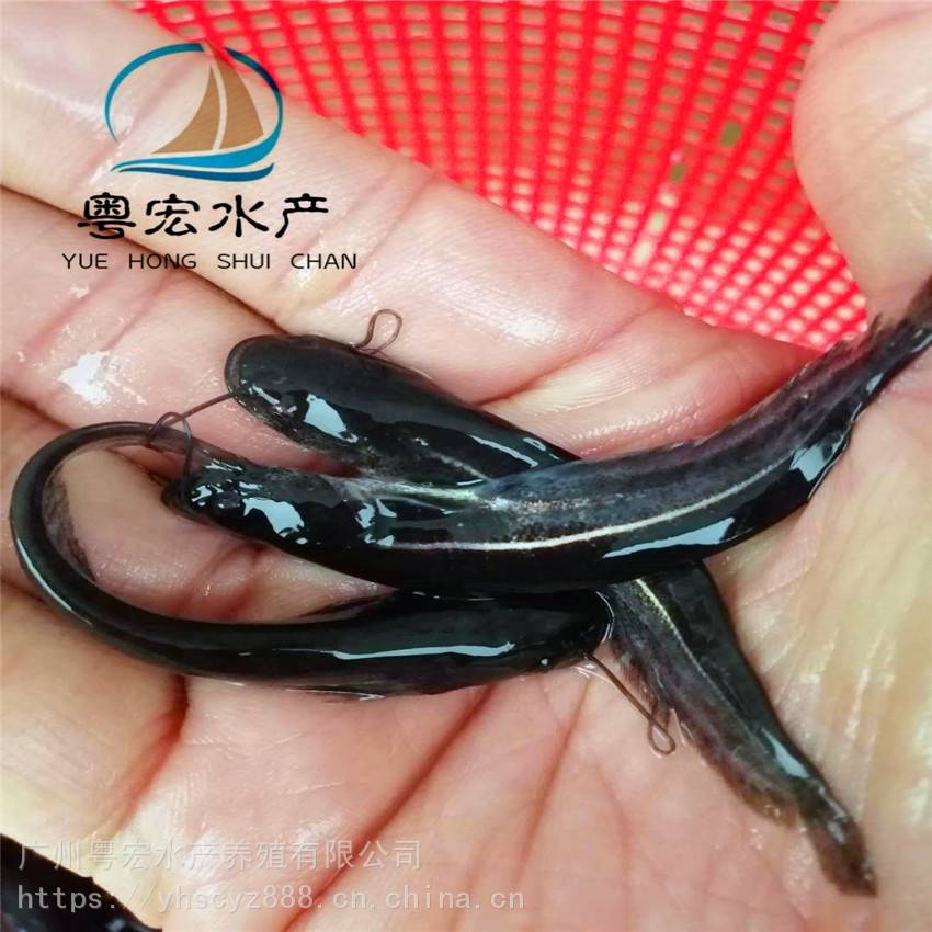 南方大口鯰魚廣東土鯰魚本地鯰魚六鬚鯰魚基地批發